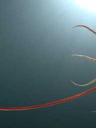 Image of a giant squid with long tentacles deep beneath the surface of the ocean. A diver next to it illustrates the giant squids scale.