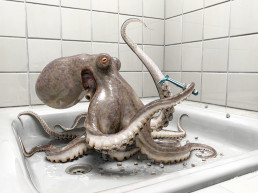 Octopus inside a shower tray with a disposable razor in one of his 